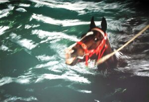 Untitled (Horse) (2001) - Aernout Mik